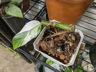 Variegeted Monstera Albo Rooted Cutting With Leaf Rare Node Deliciosa 2