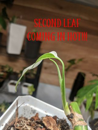 Variegeted Monstera Albo Rooted Cutting With Leaf Rare Node Deliciosa 3