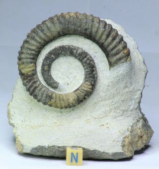 R283 - Rare Unusual 2.  87 Inch Anetoceras Sp Devonian Ammonite In Matrix