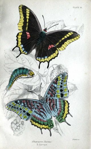 Butterfly Charaxes Jasus Jardines Natural History Antique Print C1835