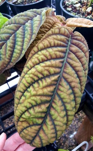 Ardisia sp.  Vietnam / Labisia / Acranthera / Rare Tropical Plant 2