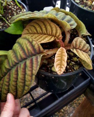 Ardisia sp.  Vietnam / Labisia / Acranthera / Rare Tropical Plant 3