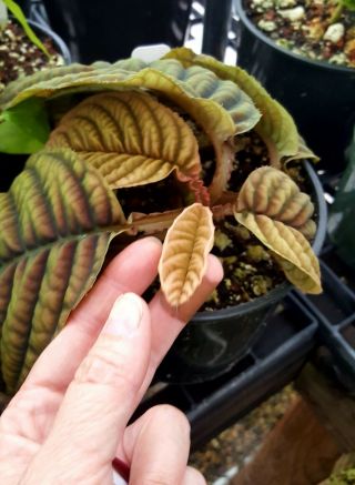 Ardisia sp.  Vietnam / Labisia / Acranthera / Rare Tropical Plant 4