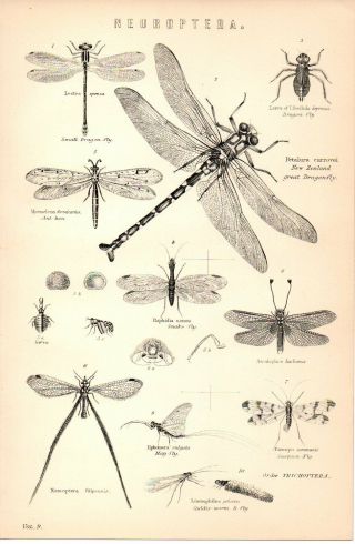 Antique Victorian Print C1880 Neuroptera Dragonfly Snakefly Ant - Lion Scorpion Fl