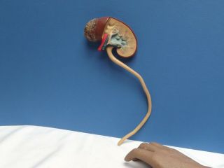 Kidney [ Biological Model ] Human Kidney [ Hard Rubber ] Hand Painted
