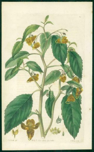 1823 Antique Botanical Print - Impatiens Biflora Two - Flowered Touch Me Not (sb43)