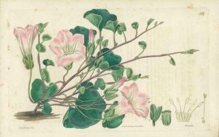 1823 Antique Botanical Print - Calystegia Reniformis Kidney Leaved (sb181)