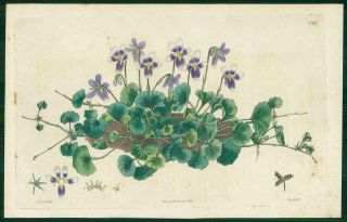 1823 Antique Botanical Print - Erpetion Reniforme Kidney Spurless Violet (sb170)