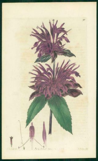 1823 Antique Botanical Print - Monarda Media Bright Purple (sb98)