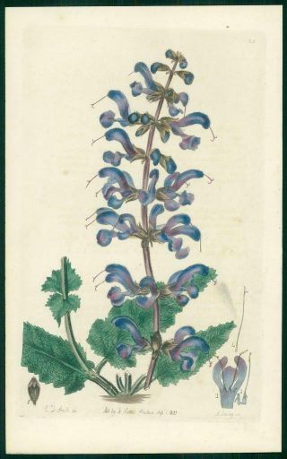 1823 Antique Botanical Print - Salvia Tenorii Tenore 
