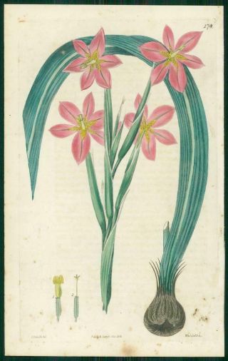 1823 Antique Botanical Print - Homeria Lineata Lined Leaved (sb178)