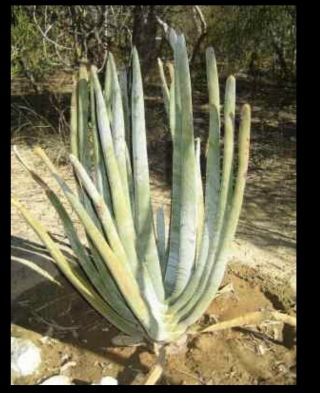 Aloe Suzannae Live Plant Very Rare Tree Aloe