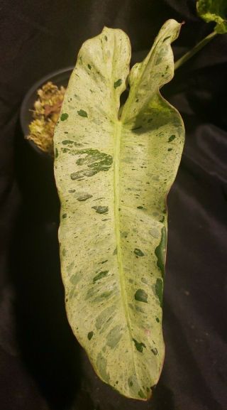Philodendron Paraiso Verde,  Usa,  Rare Not Monstera,  Or Syngonium,  Varigated