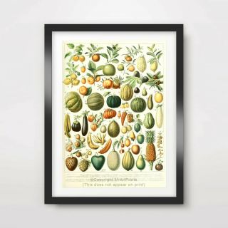 Antique Fruit Wall Chart Art Print Traditional Style Kitchen Decor A4 A3 A2