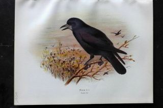 Butler 1908 Antique Bird Print.  Rook 102
