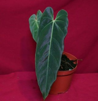 Anthurium Marmoratum Rare Velvet Aroid Plant
