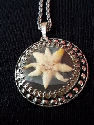 Antique Real Pressed Edelweiss Pendant Necklace