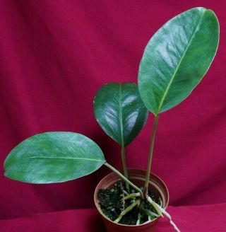 Anthurium Laciniosum Rare Aroid Plant Philodendron Monstera
