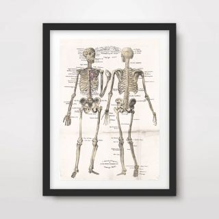 Antique Human Skeleton Chart Art Print Poster Decor Wall Chart Illustration