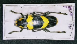 Cerambycidae Thermistis Xanthomelas 25mm A1 From Laos - Rare,  Fine