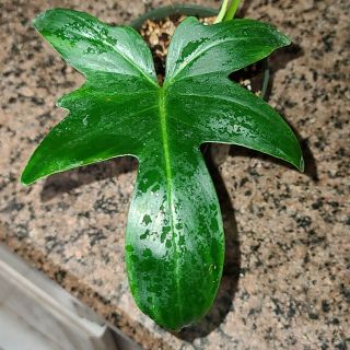 Philodendron Pedatum ☆ Indoor Grown ☆ Semi Hydro ☆ Rare Tropical Aroid