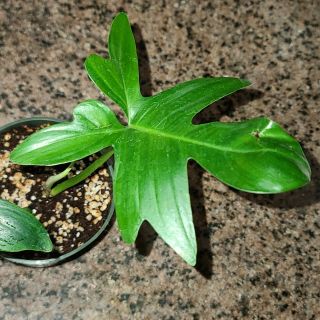 Philodendron Pedatum ☆ Indoor Grown ☆ Semi Hydro ☆ Rare Tropical Aroid 2