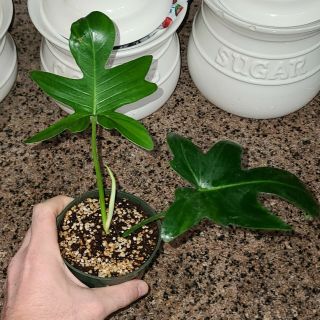 Philodendron Pedatum ☆ Indoor Grown ☆ Semi Hydro ☆ Rare Tropical Aroid 3