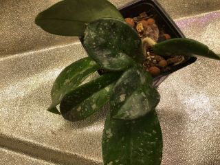 Hoya “ French Spot” Plant.  Rarely Offered/ Large Plant/ Ship In The Pot.