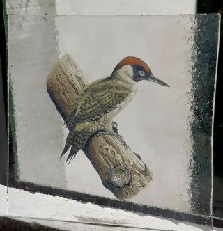 Stained Glass Woodpecker Bird Kiln Fired Pane Piece 10.  5 Cm X 10.  5 Cm