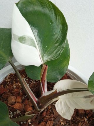 Philodendron White Knight Rare Variegated,  Large White Knight