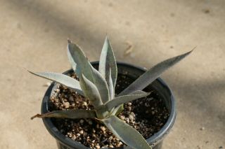 Agave Chrysantha X Mangave Bloodspot,  Agave Hybrid,  Rare Century Plant
