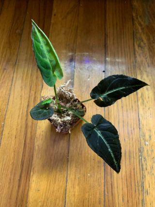 Syngonium Rayii (rare Plant,  Creeper,  House Plant,  Terrarium Plant)