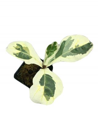 Rare Ficus Lyrata Variegata Variegated Fiddle Leaf Fig