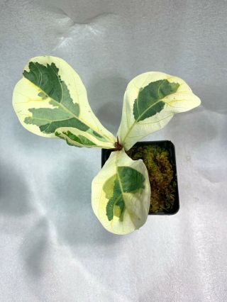 RARE Ficus Lyrata variegata Variegated Fiddle Leaf Fig 2