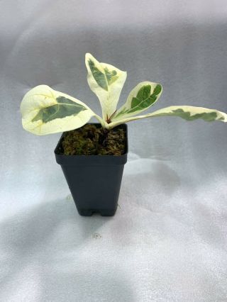 RARE Ficus Lyrata variegata Variegated Fiddle Leaf Fig 3