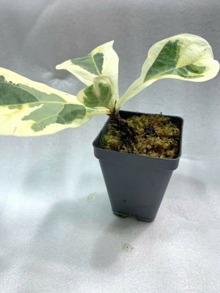 RARE Ficus Lyrata variegata Variegated Fiddle Leaf Fig 4
