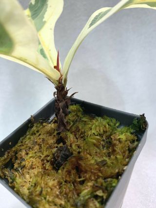 RARE Ficus Lyrata variegata Variegated Fiddle Leaf Fig 5