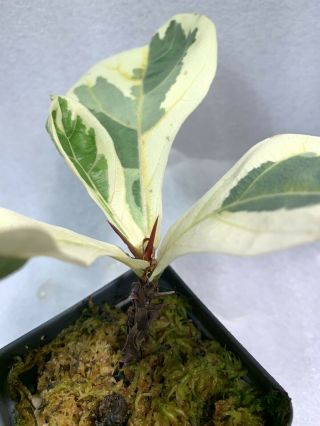 RARE Ficus Lyrata variegata Variegated Fiddle Leaf Fig 6