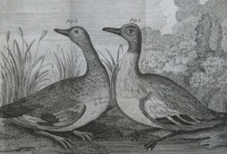 Rare John Rutty 1772 Essay Natural History Dublin 2v Animals Birds Climate 1st