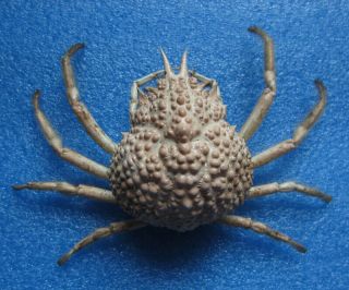 Maja Kominatoensis 14cm Rare Crab Specimens
