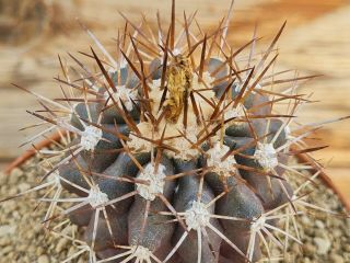 Copiapoa Rupestris Very Rare Type On Roots Pot 8 Cm Cactus