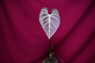 Anthurium Regale Rare Velvet Aroid Plant Philodendron Monstera 3