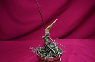 Anthurium Regale Rare Velvet Aroid Plant Philodendron Monstera 5