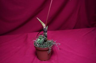 Anthurium Regale Rare Velvet Aroid Plant Philodendron Monstera 6