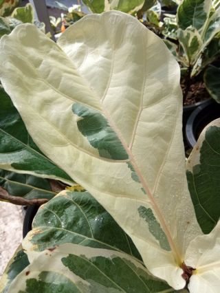 2 Fiddle fig leaf variegated,  Ficus lyrata Rare& beauty variegated white 2