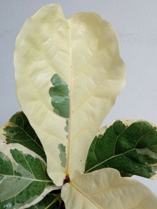 2 Fiddle fig leaf variegated,  Ficus lyrata Rare& beauty variegated white 3