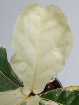 2 Fiddle fig leaf variegated,  Ficus lyrata Rare& beauty variegated white 4