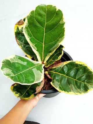 2 Fiddle fig leaf variegated,  Ficus lyrata Rare& beauty variegated white 5