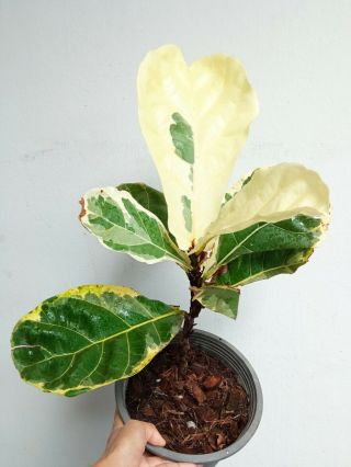 2 Fiddle fig leaf variegated,  Ficus lyrata Rare& beauty variegated white 6