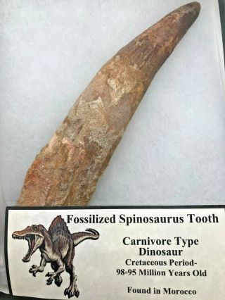 Rare Huge Ancient Fossilized Spinosaurus Tooth - 98/95 Myo - Fst250